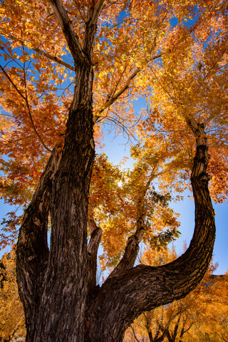 Fall Colors